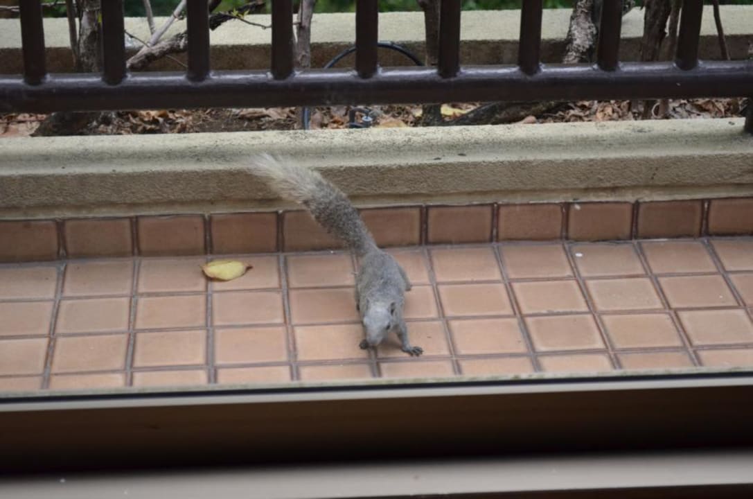 Hotel Swissotel Nai Lert Park Movenpick BDMS Wellness Resort Bangkok