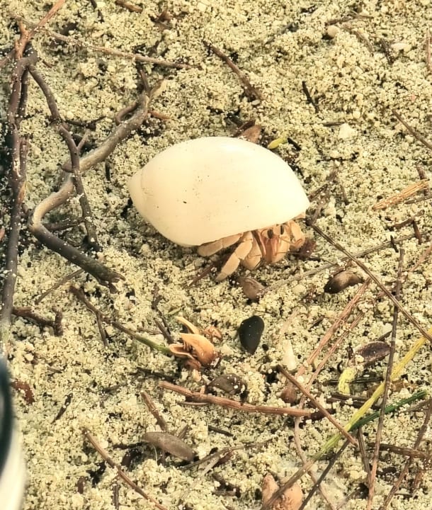 Strand Summer Island Maldives