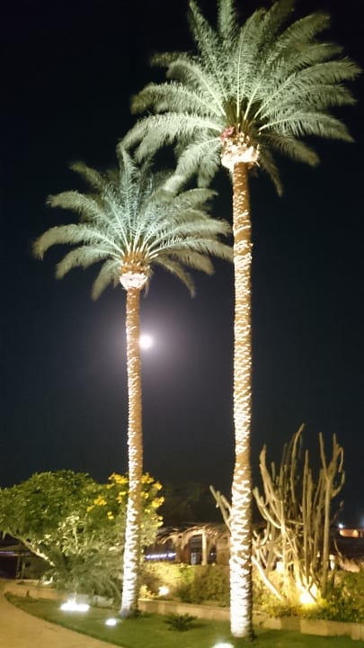 Gartenanlage Marriott Hurghada Beach Resort