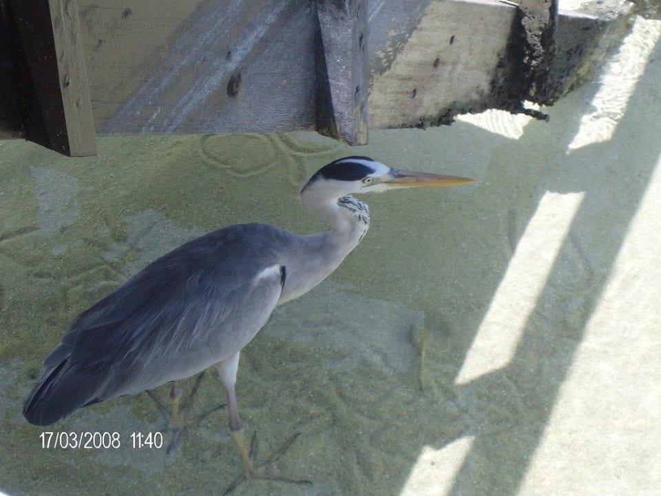 Der Stolze Reier Summer Island Maldives