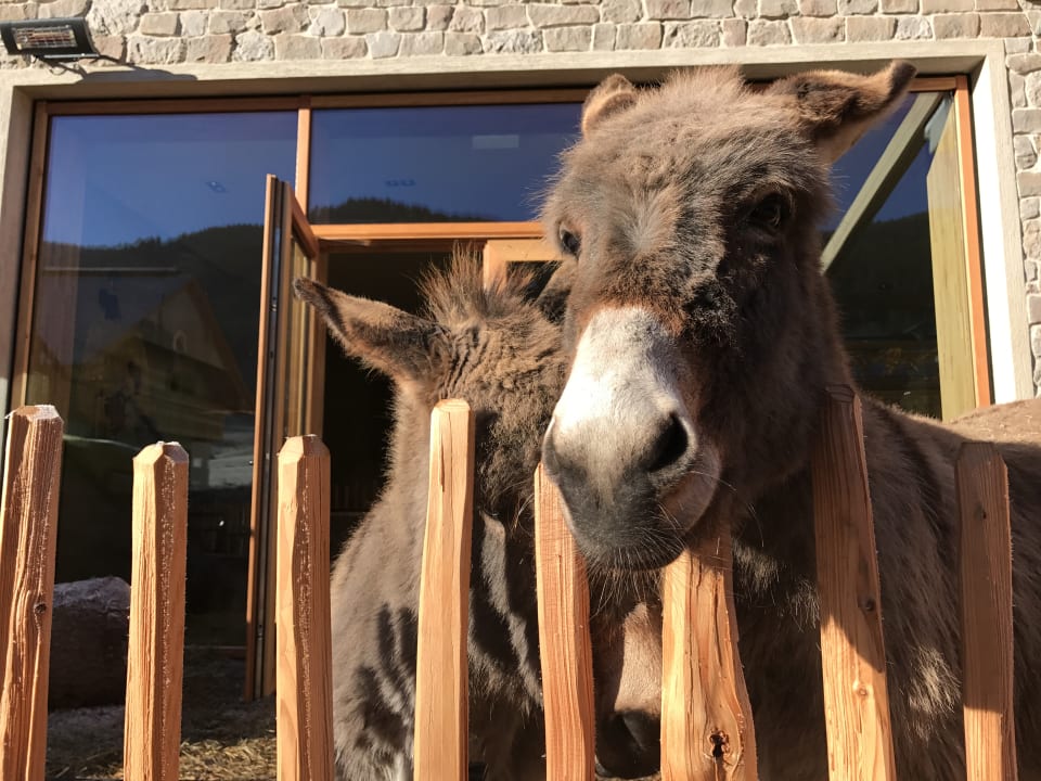 Lobby Dachsteinkönig - Familux Resort