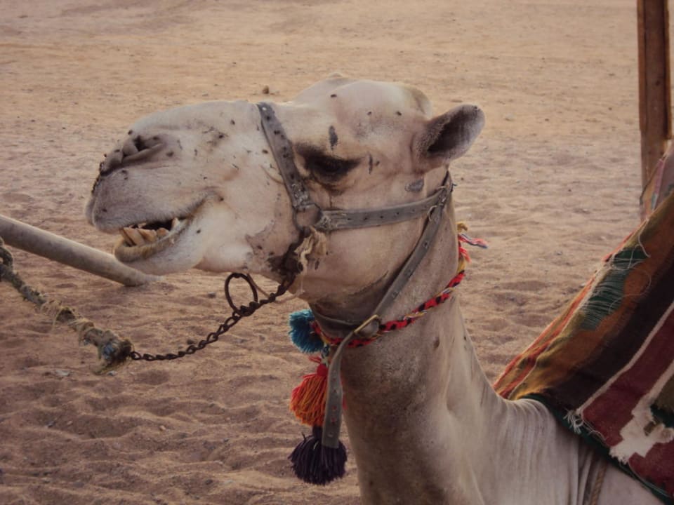 Kamel Three Corners Sea Beach Resort