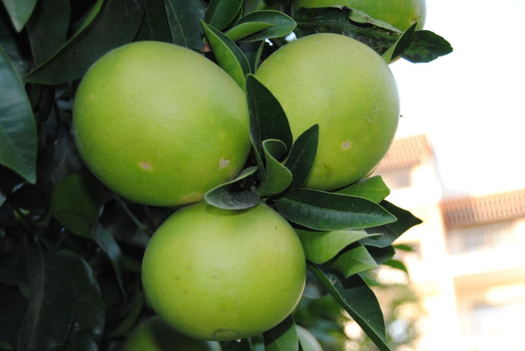 Hemera october 2010 Barut Hemera