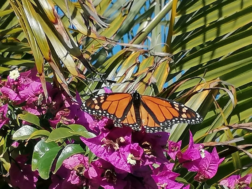 Gartenanlage Bungalows Cordial Sandy Golf