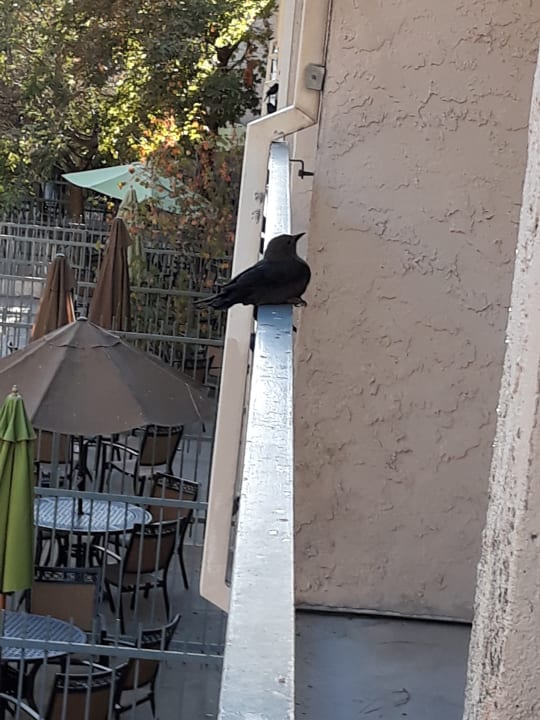 Zimmer Hotel Yosemite View Lodge