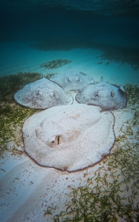 Sonstiges Le Meridien Maldives Resort & Spa