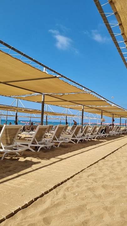 Strand Seashell Vega