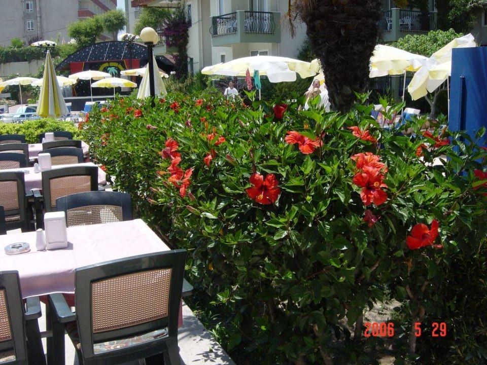 Restaurant Hotel Gardenia Beach