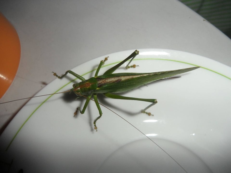 Besuch auf dem Balkon Hotel Wagrainerhof