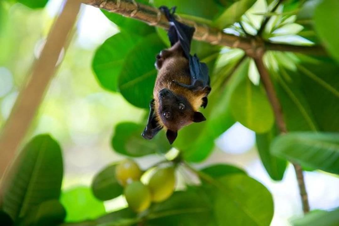 Some of the inhabitants! Kuramathi Maldives