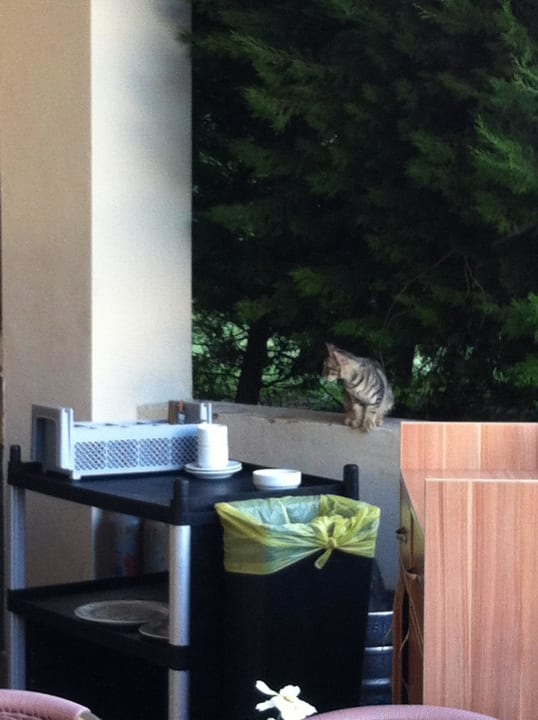 Katze in lauerstellung! Side Breeze Hotel