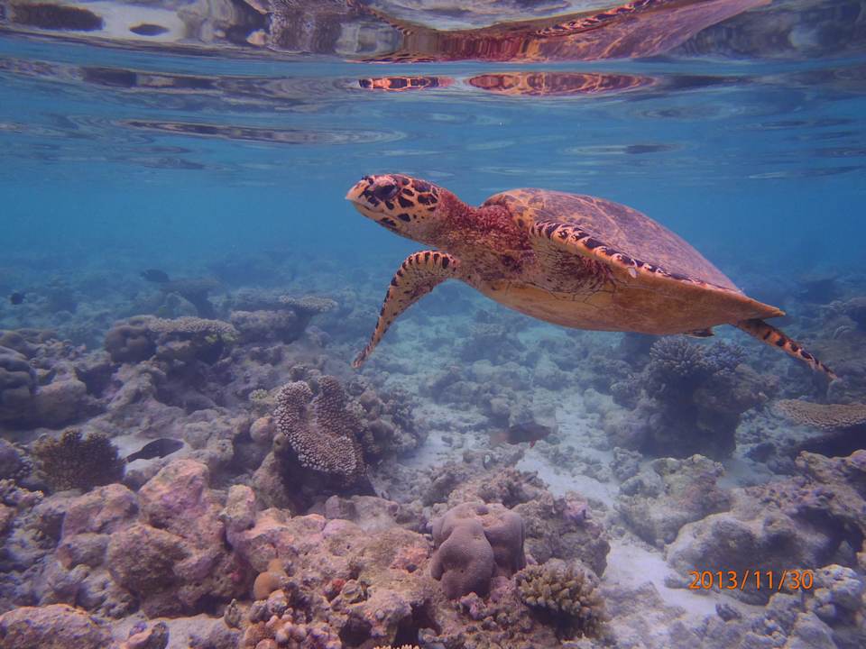 Schildi am Hausriff Embudu Village
