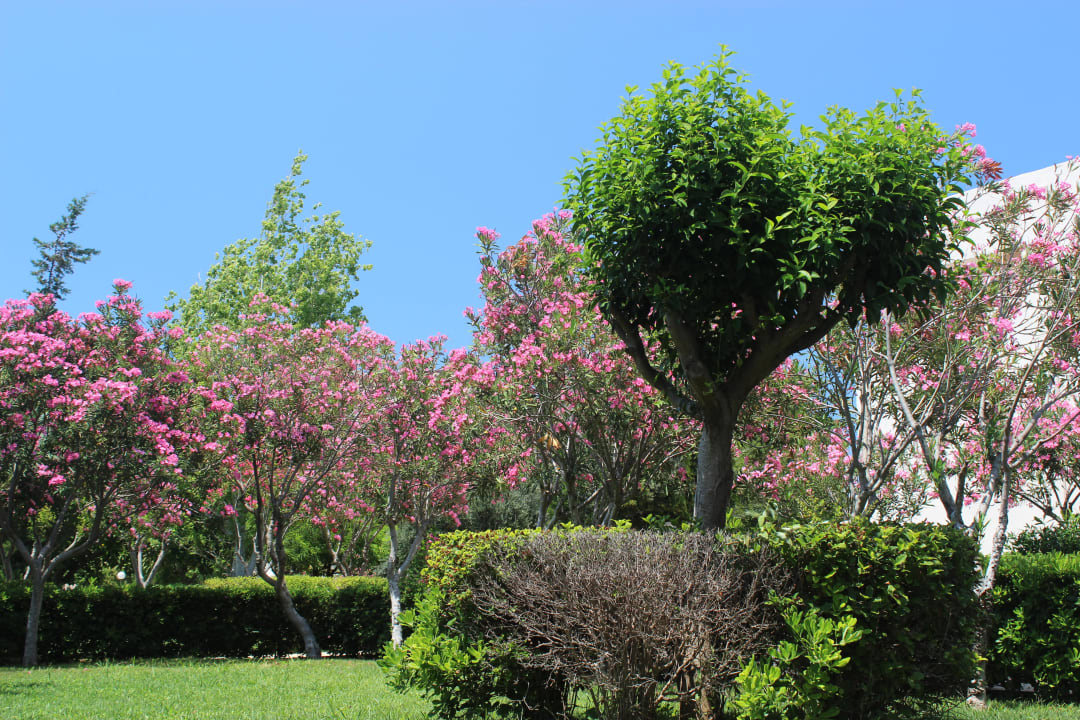 Widok z balkonu Ialyssos Bay