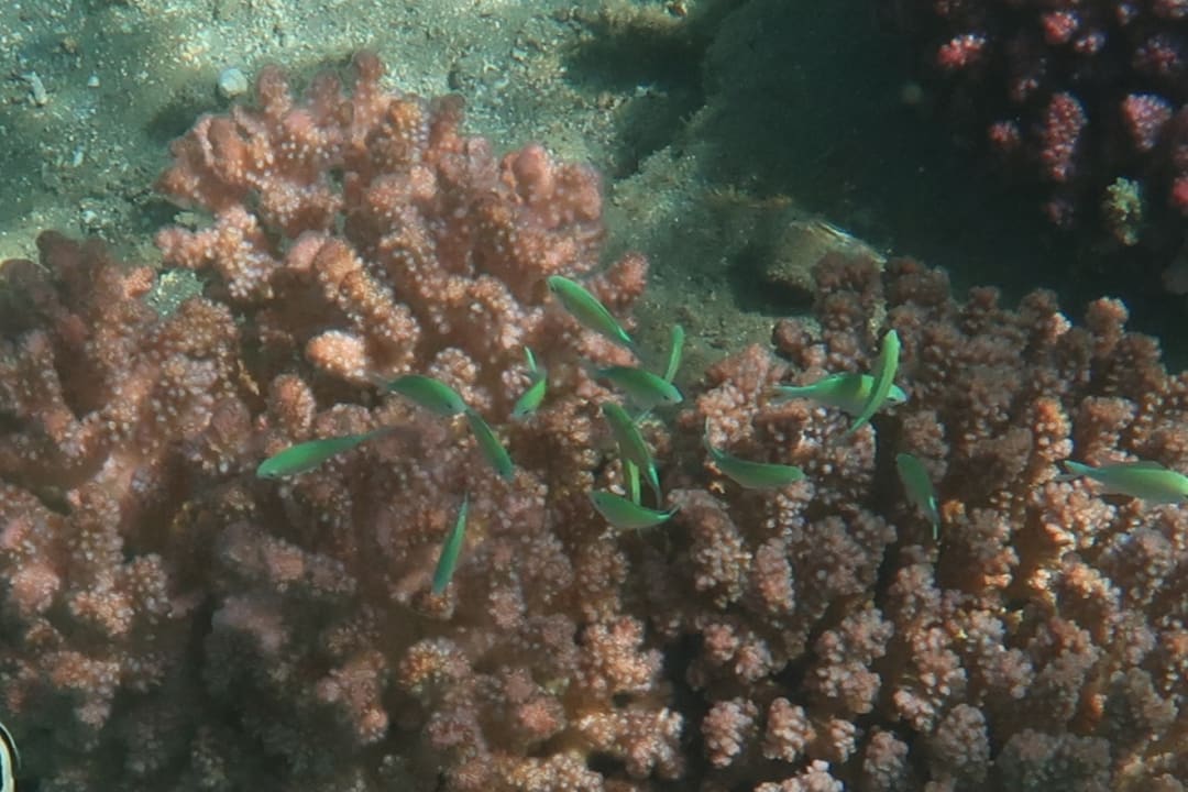 Sport & Freizeit Shams Alam Beach Resort