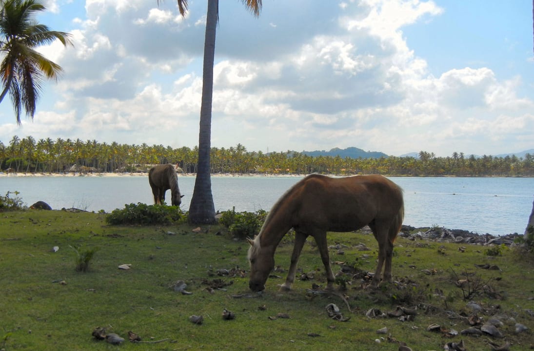 Die Bucht von weitem Wyndham Alltra Samana