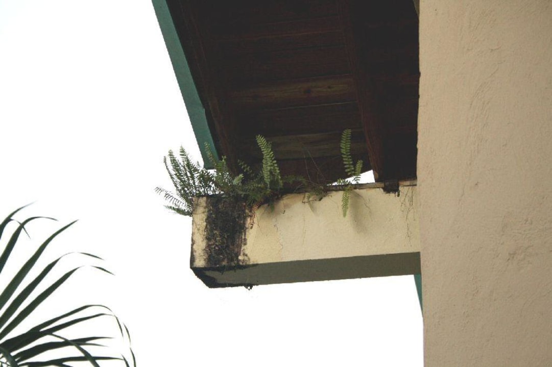 Wildbewuchs Dreams La Romana Resort & Spa