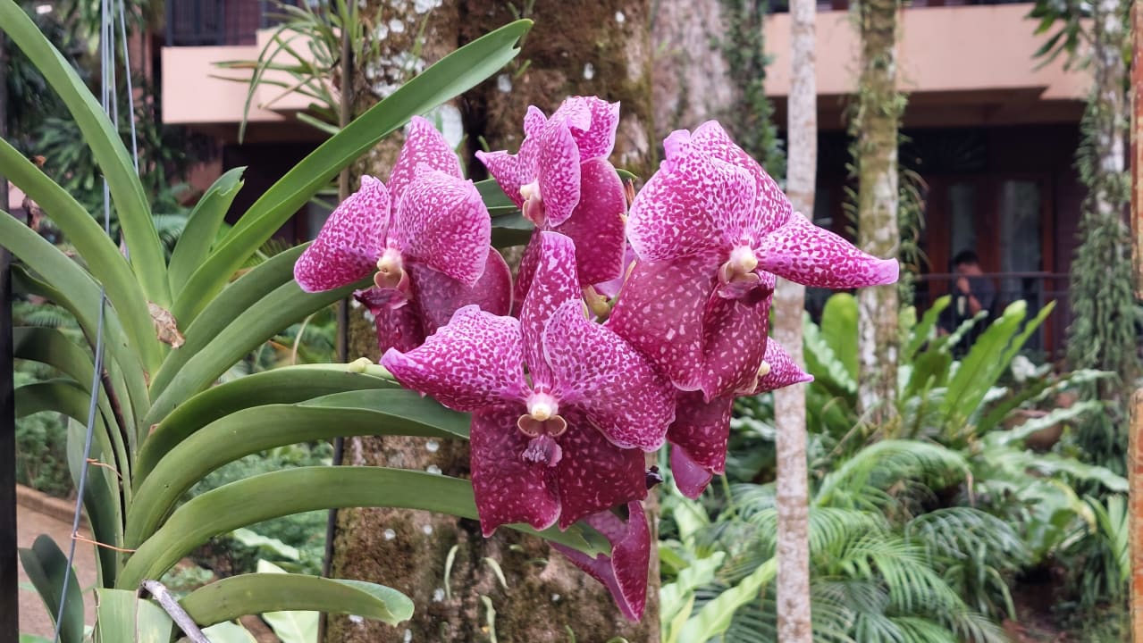 Gartenanlage Khao Lak Merlin Resort