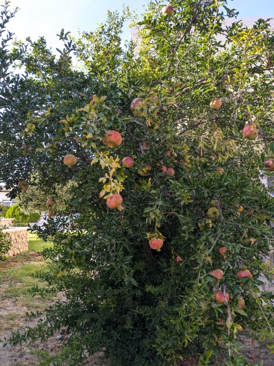 Gartenanlage Natura Park Village Hotel & Spa