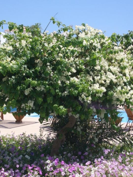 Blumen  Lahami Bay Beach Resort