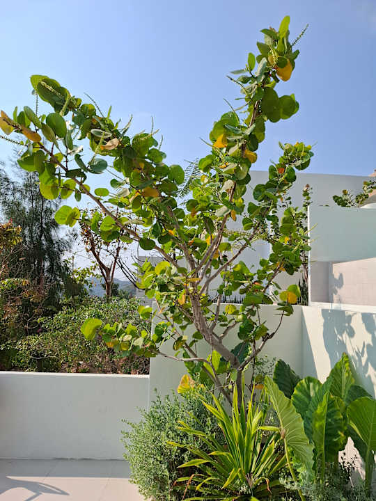 Gartenanlage Pichcha Kohlarn