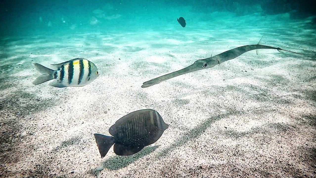 Strand Malikia Resort Abu Dabbab