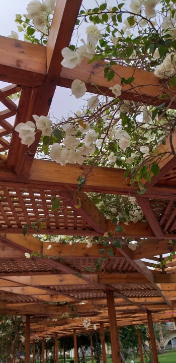 Gartenanlage Desert Rose