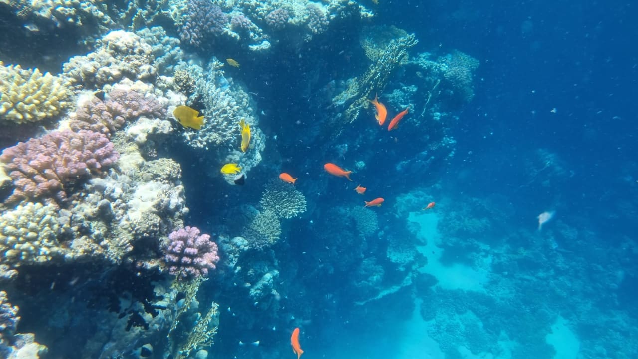 Sport & Freizeit Hotel Gorgonia Beach Resort