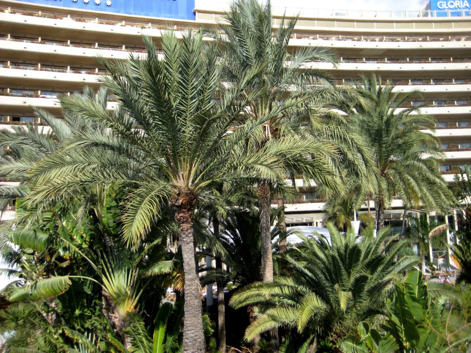 Palmen überall Gloria Palace San Agustin Thalasso & Hotel