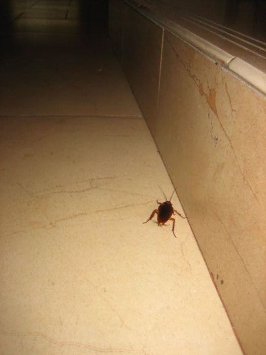 Cockroach in dinning room Hotel Paradis Palace