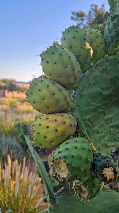Gartenanlage Kakkos Beach Hotel