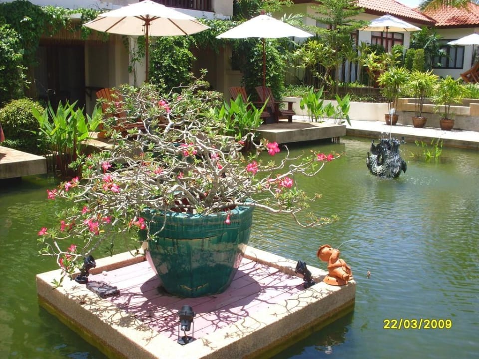 Teich mit Koi-Karpfen The Briza Beach Resort Khaolak