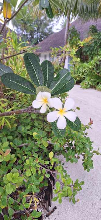 Gartenanlage Sun Siyam Iru Veli