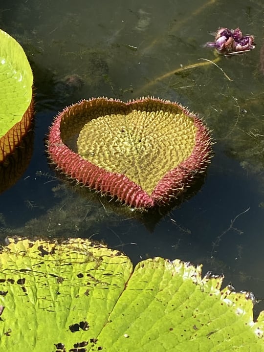 Garten Hilton Mauritius Resort & Spa