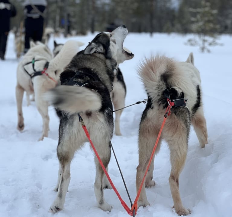 Sport & Freizeit Hotel Iso Syöte