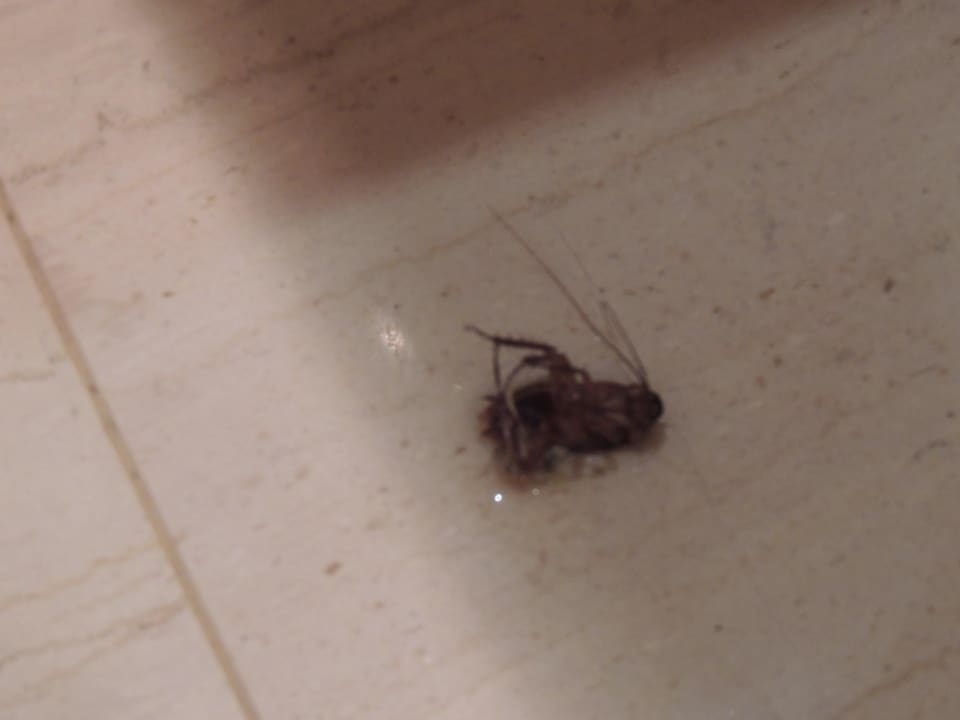 Leider grausige mitbewohner Hotel Serita Beach