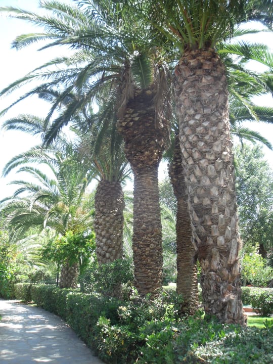 Grosse schöne Gartenanlage Apollonia Beach Resort & Spa