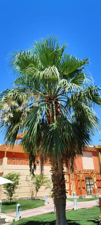 Außenansicht Pickalbatros Alf Leila Wa Leila Resort - Neverland Hurghada