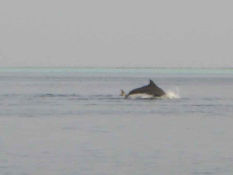 Delfin Vilamendhoo Island Resort & Spa