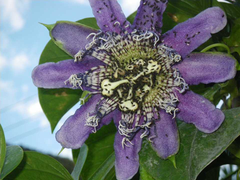 Jardin ecolojico B&B La Casa Amarilla