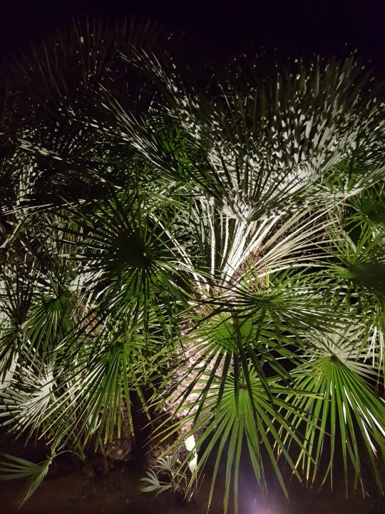 Gartenanage Zafiro Mallorca