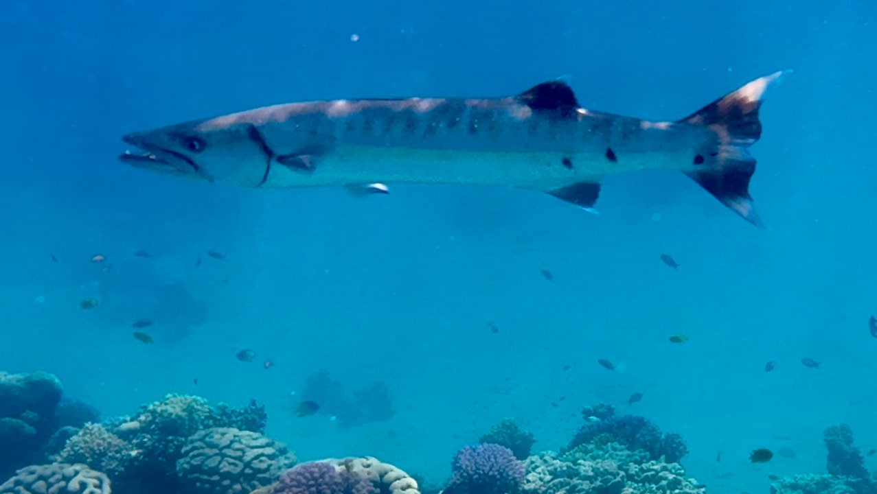 Strand Prima Life Makadi Resort