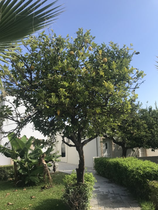 Gartenanlage Ilios K Village Resort