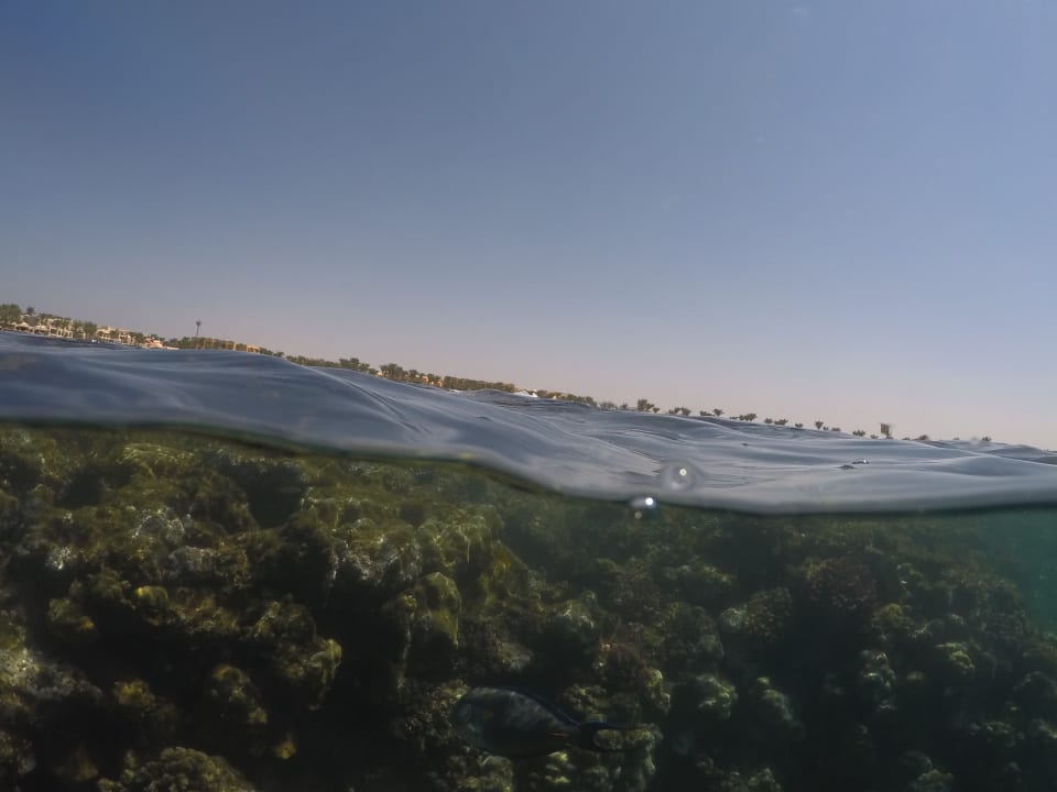 Strand Steigenberger Coraya Beach - Adults only