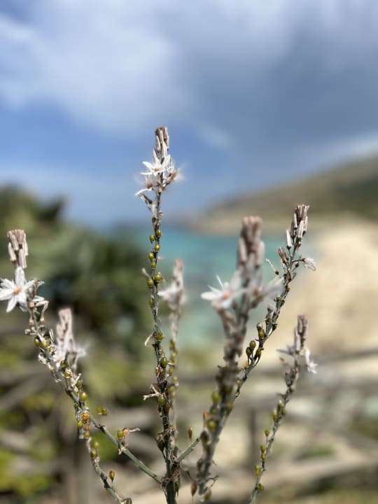 Gartenanlage Son Moll Sentits Hotel & Spa