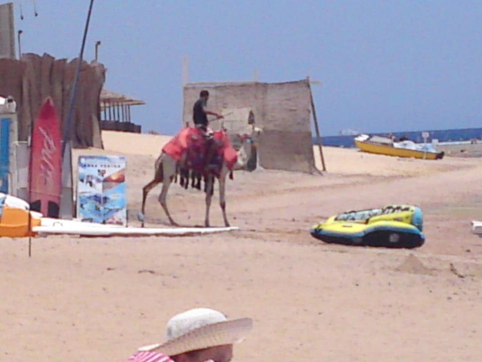 Ein Kamel! Prima Life Makadi Resort