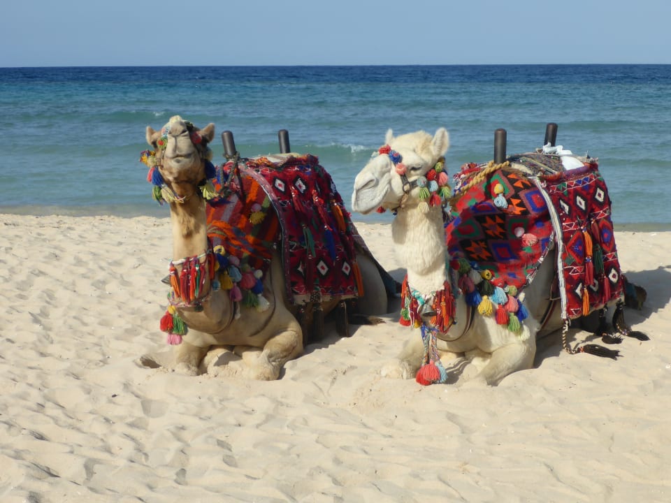 Strand Hotel Gorgonia Beach Resort