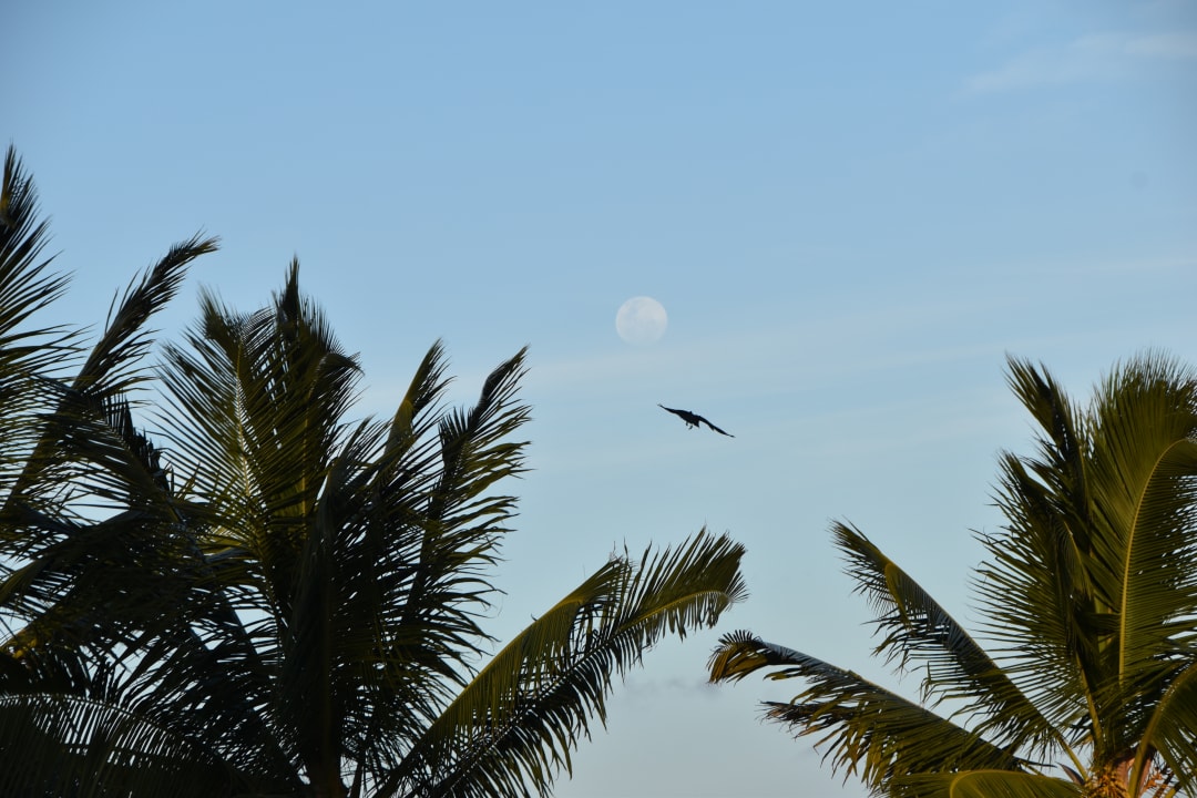Ausblick Karafuu Beach Resort & Spa