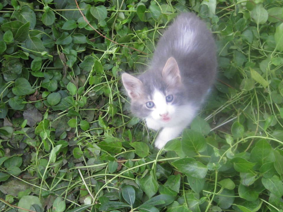 Mietzie Sunis Kumköy Beach Resort Hotel & Spa