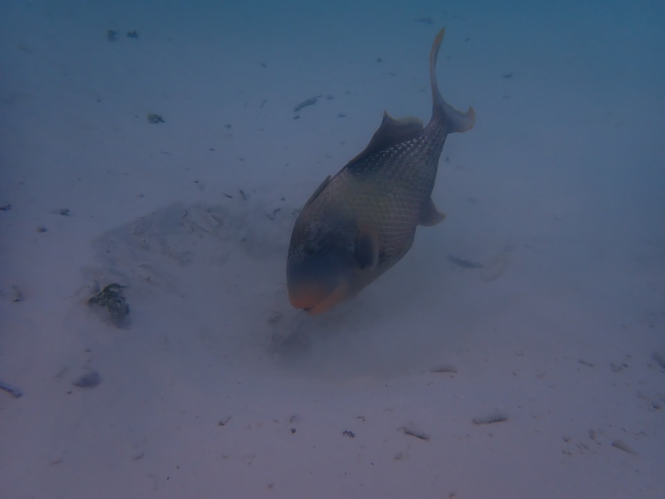 Sport & Freizeit Hotel Riu Palace Maldivas