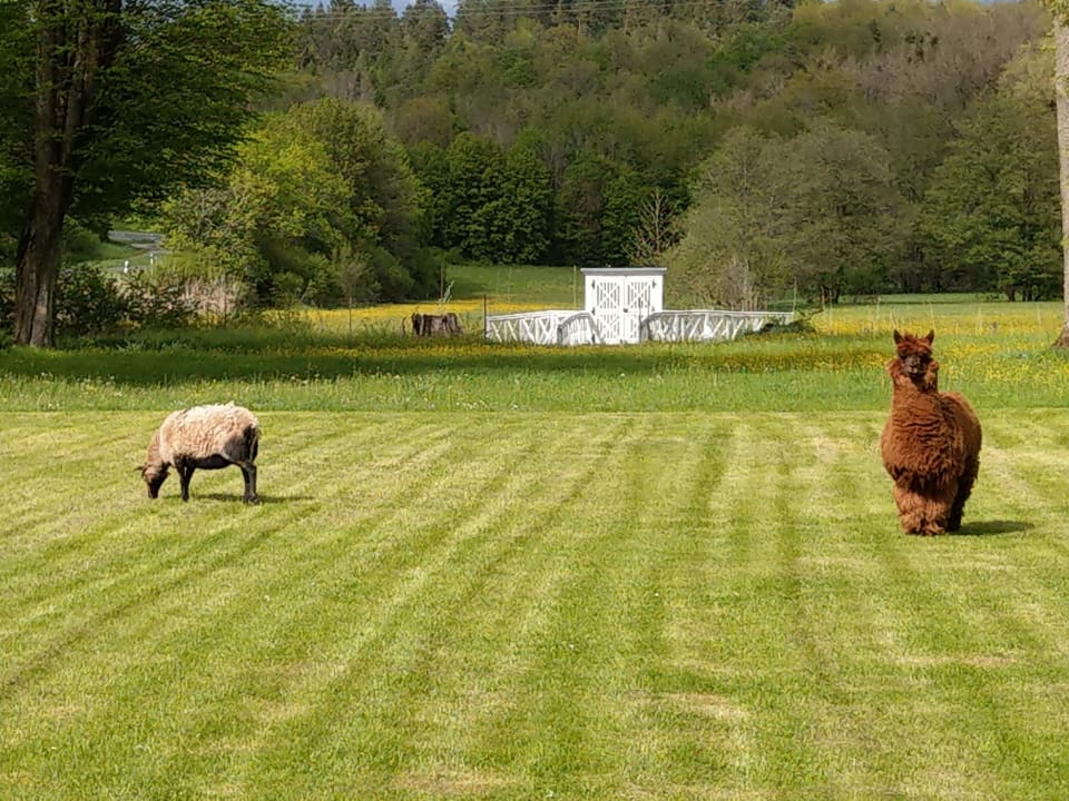 Gartenanlage Ferienwohnung Cook im Schloss Birkenfeld